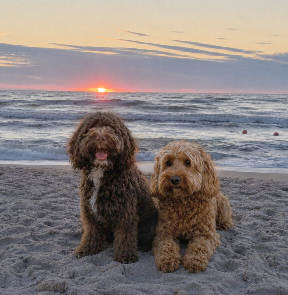 Benji & Bambi
